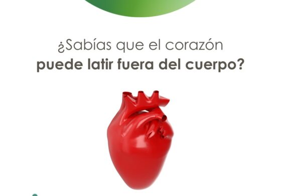 ¿Sabías que el corazón puede latir fuera del cuerpo?