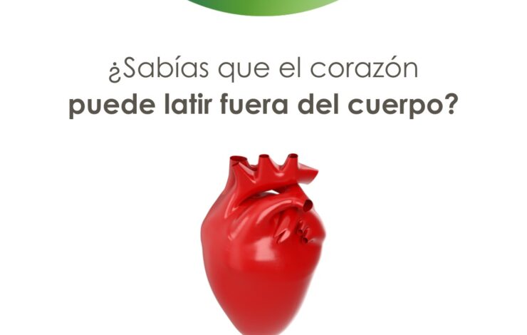 ¿Sabías que el corazón puede latir fuera del cuerpo?